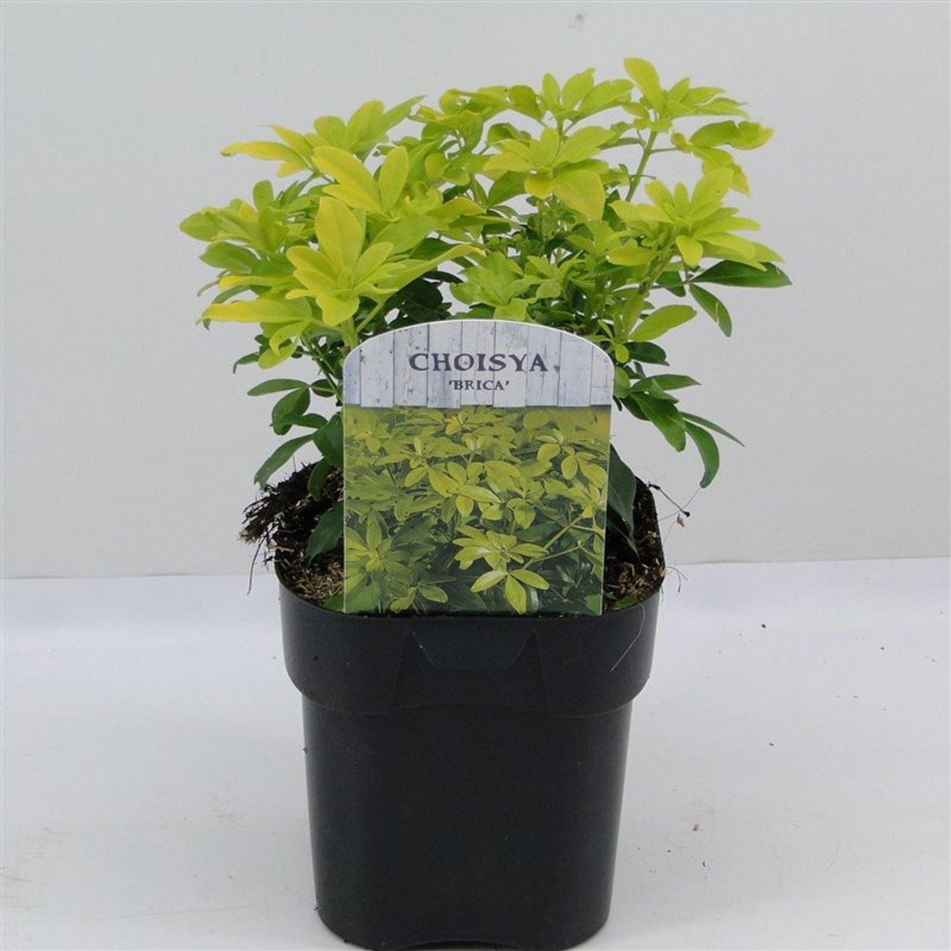 Choisya ternata 'Sundance' - C2